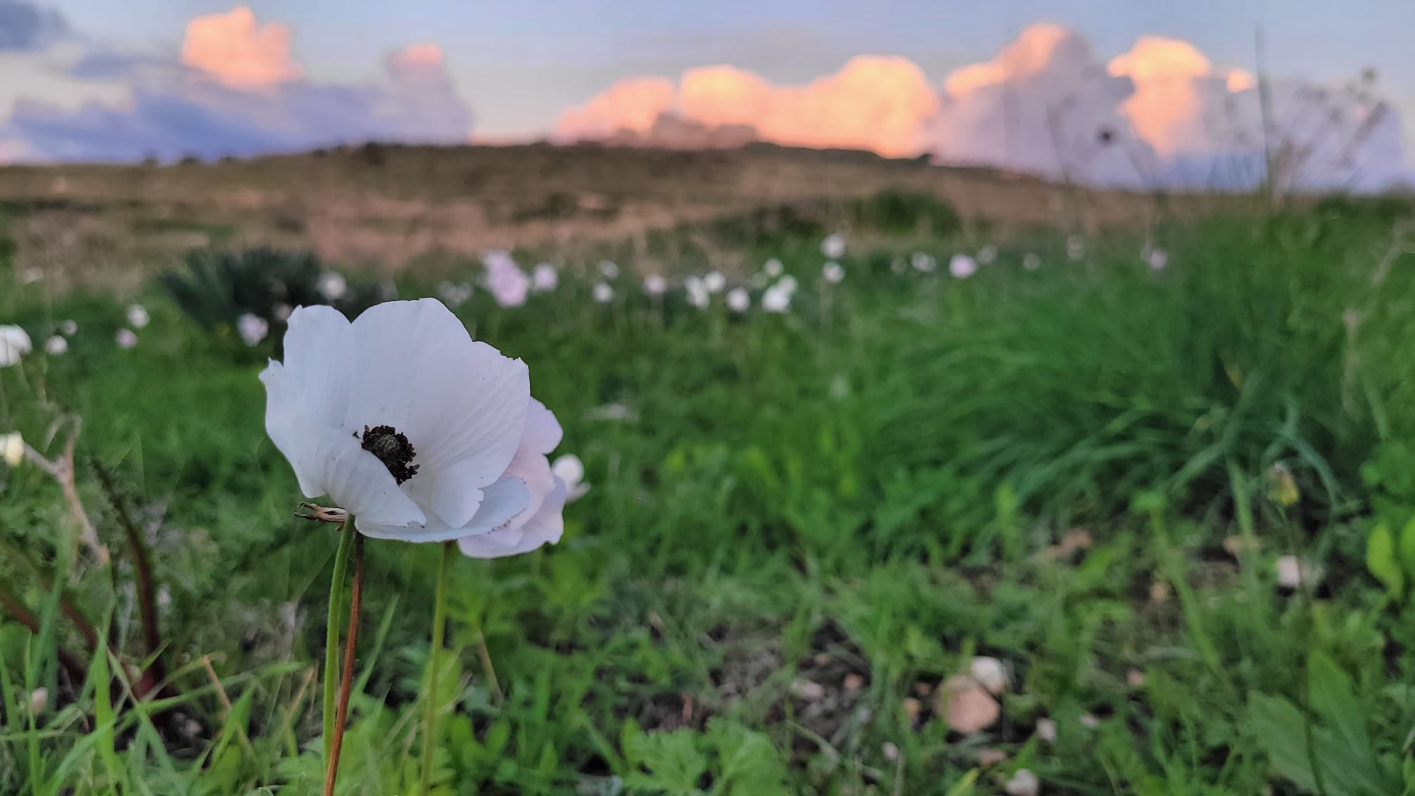 סתיו: "קצה העיר – למנויי מטמון בלבד